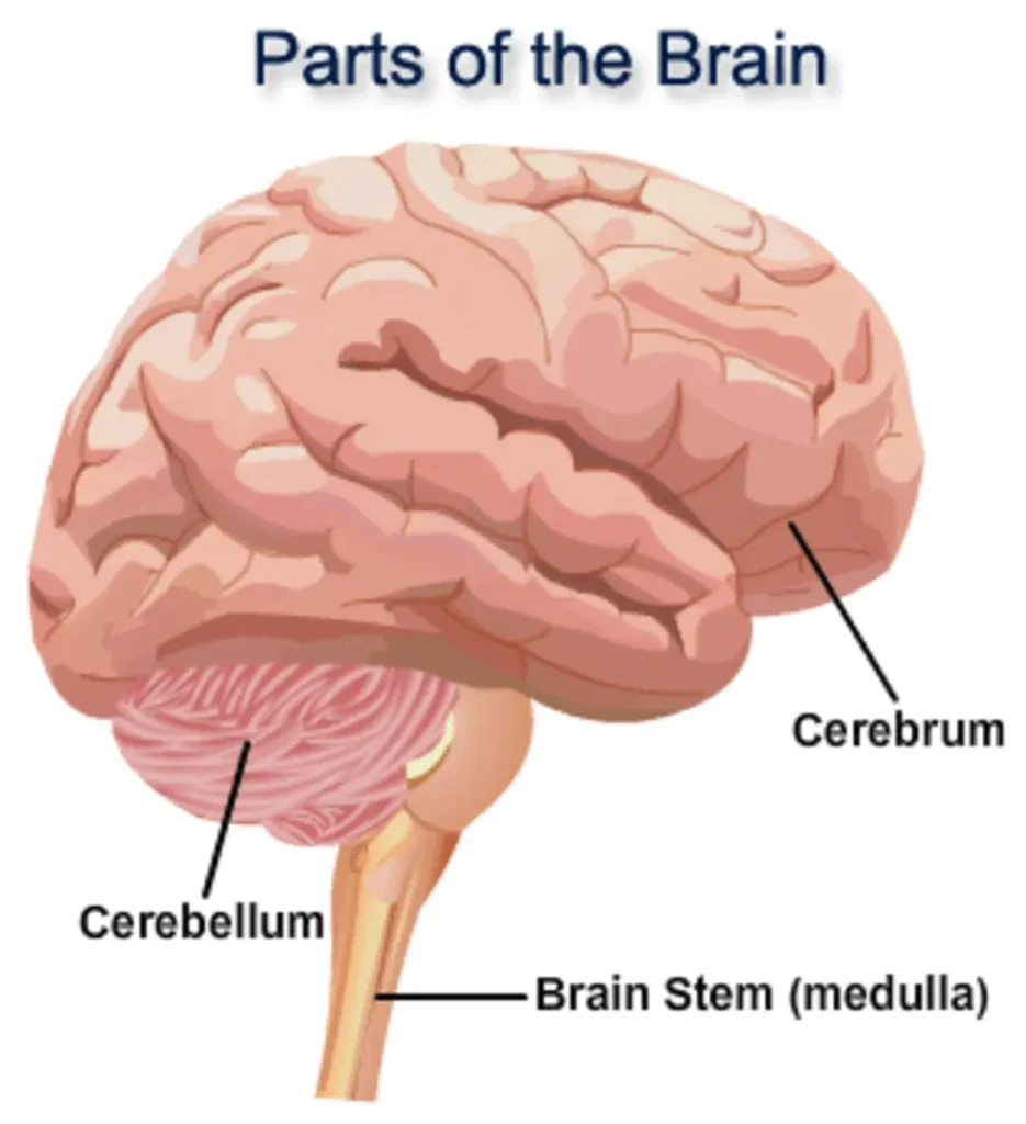 the parts and functions of the human brain