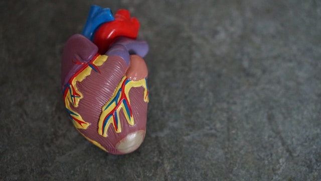 A model of a human heart lying on a grey surface.   